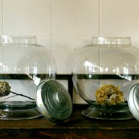可愛又可恨的小東西：繡球花二三事