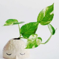 A clay ceramic一顰一笑惹人憐愛