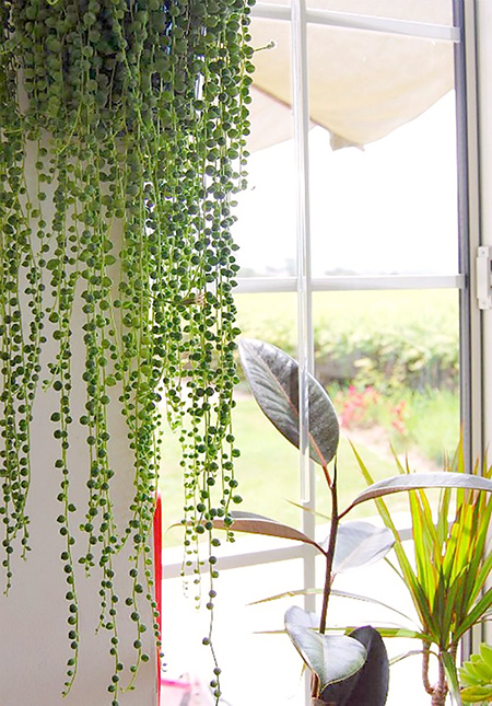 室內綠化飛簷走壁懸掛植物-4