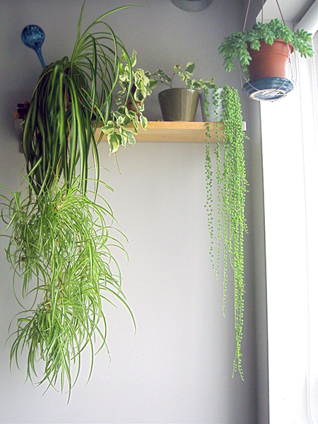 室內綠化飛簷走壁懸掛植物-5