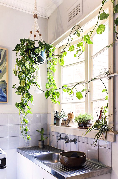 室內綠化飛簷走壁懸掛植物-6